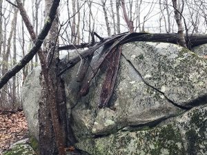 Inspirational wood forms, wood bent over rock on a rainy day