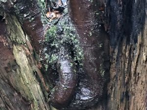 wet wood and lichen